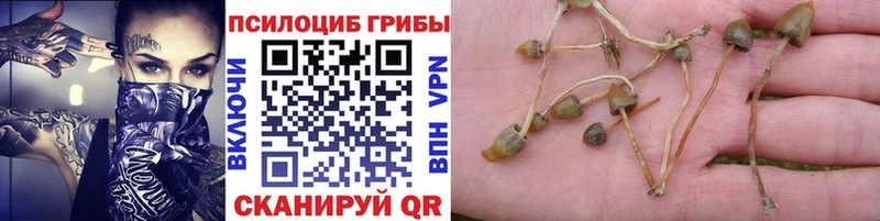 ОМГ ОМГ как зайти  Ялуторовск  Галлюциногенные грибы MAGIC MUSHROOMS 